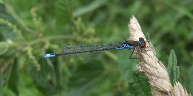 grotekeizerlibelsalland31072006 4